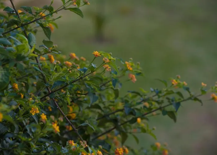 Kostas מלון דירות נידרי