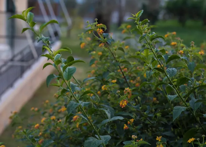 מלון דירות Kostas נידרי